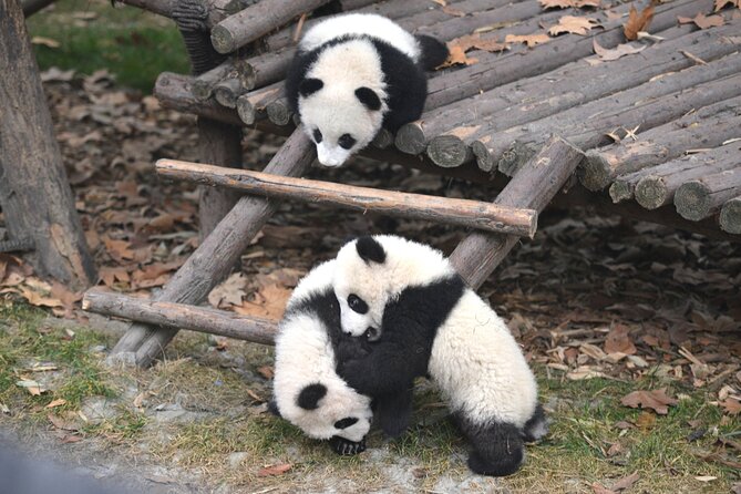 Panda and Leshan Buddha Private Tour - Why this pairing works so well in Chengdu