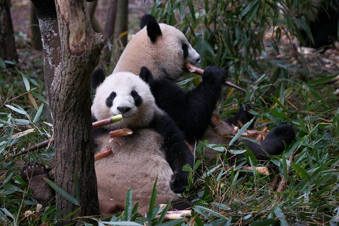 Panda and Leshan Buddha Private Tour - Is $169 per person a fair price?