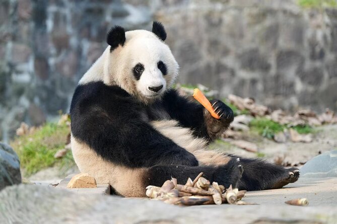 Panda, Leshan, and Emei Mountain 2-day tour - A full day on Mount Emei