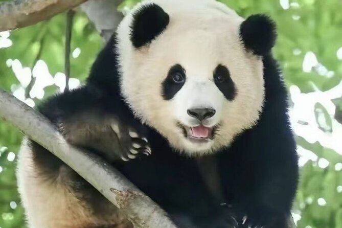 Panda, Leshan, and Emei Mountain 2-day tour - What private transportation adds