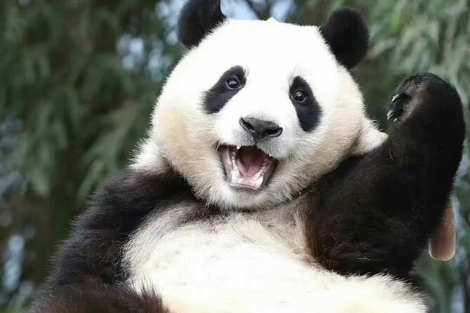 Panda, Leshan, and Emei Mountain 2-day tour - Practical planning for the two days