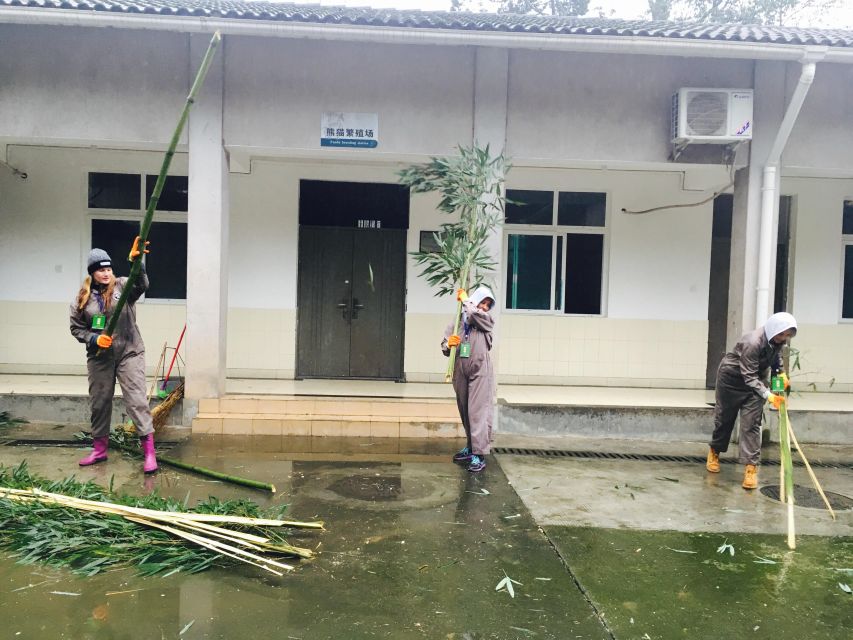 Panda Volunteer Project Day Trip(Wolong/Du Jiang Yan) - Why the panda work matters more than a standard zoo visit