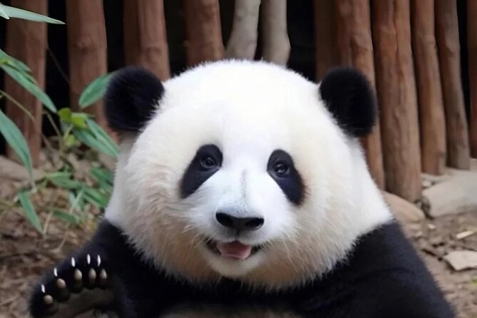 Private 1-Day: Panda and Chengdu Local Life (Make Vlog for you) - Key points at a glance