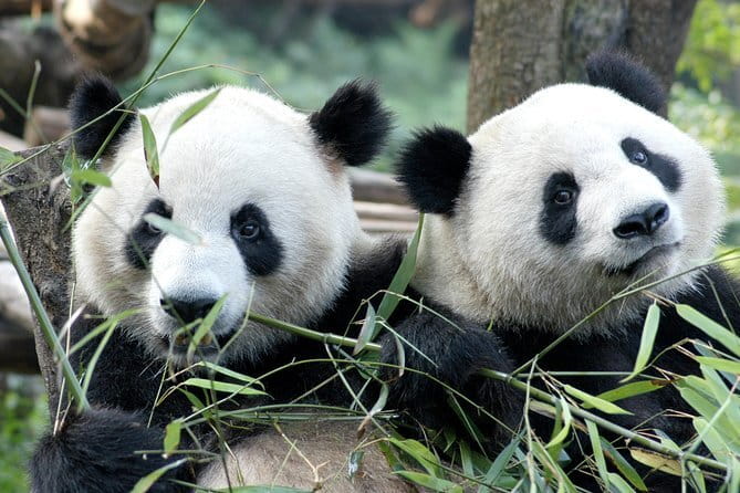 Private 2-Day Jiuzhaigou & Huanglong Tour by Train from Chengdu - The language and self-guided setup