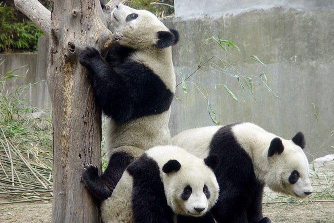 Private Chengdu Day Tour: Giant Pandas and Jinsha Site Museum - Jinsha Site Museum and the ancient Shu kingdom