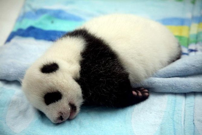 Private Chengdu Day Tour: Giant Pandas and Jinsha Site Museum - Kuan-Zhai Lane: old houses, shops, and a flexible lunch