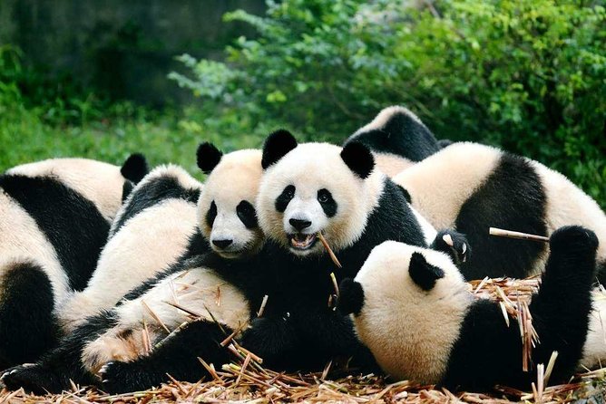 Private Chengdu Highlights Day Trip: Panda Base and City from Chongqing by Train - Wenshu Yuan Monastery: a quieter first look at Chengdu