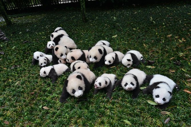 Private Chengdu Highlights Day Trip: Panda Base and City from Chongqing by Train - The morning ride from Chongqing