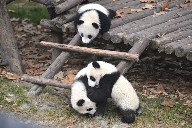Private Chengdu Panda Base Tour with Hotel Pickup - Key points to know before you book