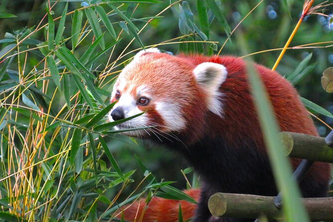 Private Chengdu Panda Base Tour with Hotel Pickup - The nursery, red pandas, and conservation displays