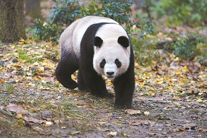 Private Chengdu Panda Base Tour with Hotel Pickup - Who should book this Panda Base visit?