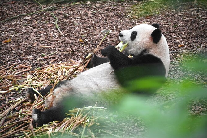 Private Chengdu Panda Base Tour with Hotel Pickup - Hotel pickup makes the morning easier