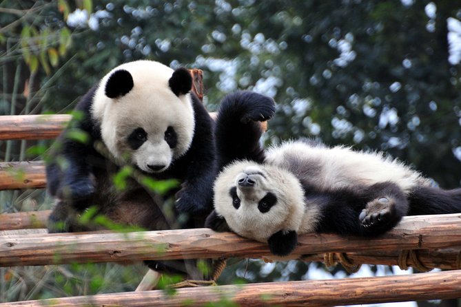 Private Day Tour: Chengdu Panda and Leshan Buddha - The road from Chengdu to Leshan
