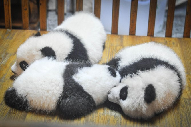 Private Day Tour: Dujiangyan Panda Base and Irrigation Project - Reading the Dujiangyan Irrigation System