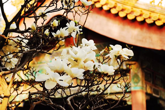 Private Flexible Beijing City In-Depth Walking Tour w/ Your Fancy - Jingshan Park and the best palace view