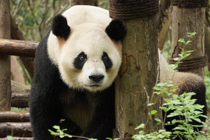 Private Full-Day Tour: Chengdu City Highlights - Why the panda base deserves three hours