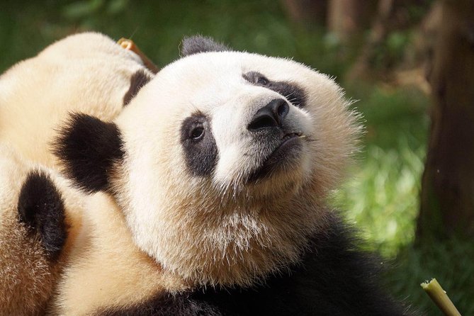 Private Full-Day Tour: Chengdu City Highlights - People’s Park shows Chengdu at everyday speed
