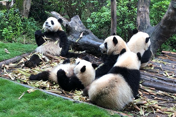 Private Half-Day Chengdu Panda Breeding Center Tour with Optional Volunteer - Transport, walking, and the real value of $87