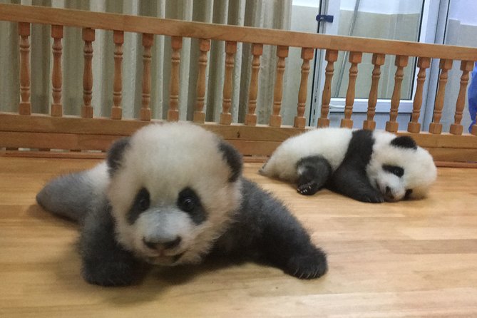 Private Half-Day Chengdu Panda Breeding Center Tour with Optional Volunteer - Red pandas, a different kind of encounter