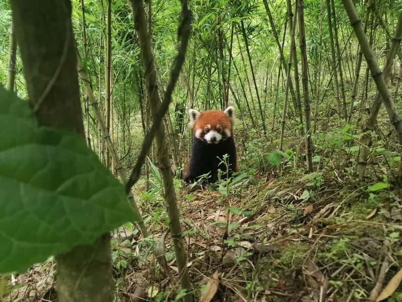 Private Half-Day Tour to Chengdu Panda Base - Key Points at a Glance