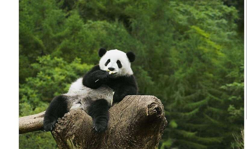 Private Half-Day Tour to Chengdu Panda Base - Why the Early Start Matters at Chengdu Panda Base