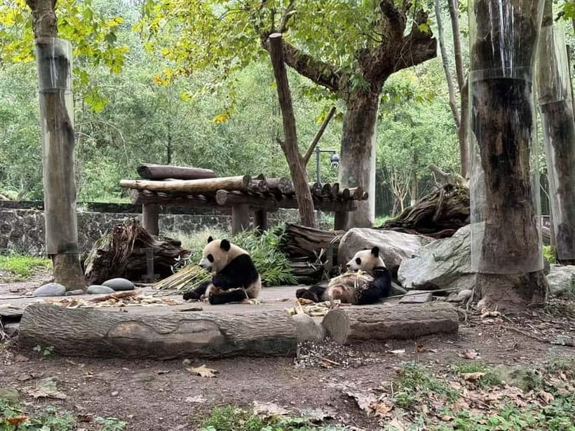 Private Half-Day Tour to Chengdu Panda Base - The Quiet Alternative: Dujiangyan and Red Pandas