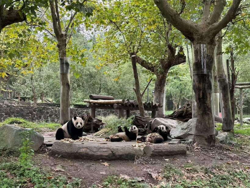 Private Half-Day Tour to Chengdu Panda Base - What Is Included for $150 Per Person