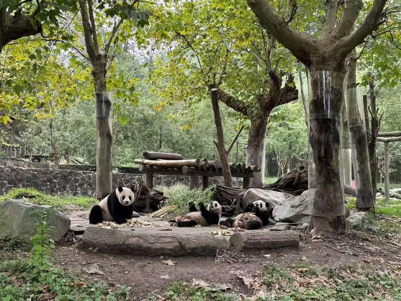 Private Half-Day Tour to Chengdu Panda Base - Practical Details Before You Go