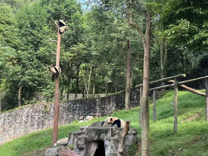 Private Half-Day Tour to Chengdu Panda Base - Who Will Get the Most From This Tour?