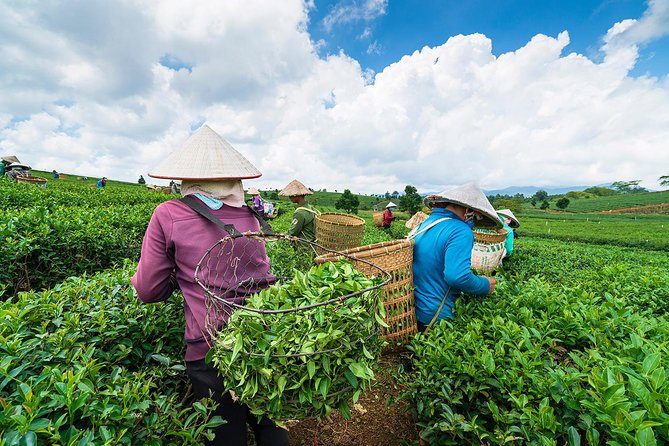 Private Hangzhou Day Tour to West Lake, Lingyin Temple, Tea Village, Old Pagoda - Meijiawu Tea Village and the Longjing tradition