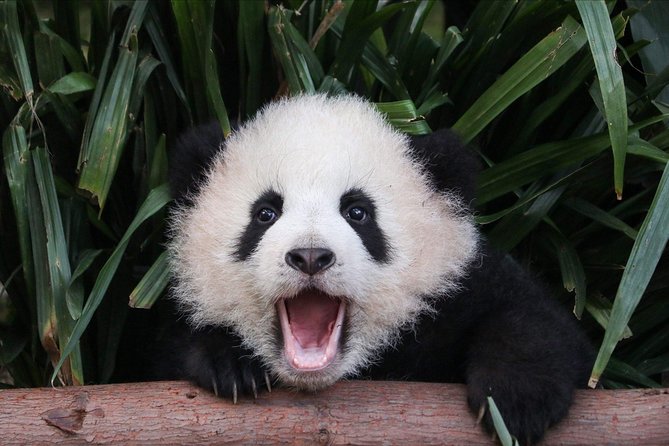 Private Panda Tour with Cooking Class One-day Trip - Key points to know before booking