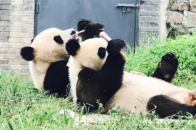 Private Panda Tour with Cooking Class One-day Trip - Starting early for Chengdu’s pandas