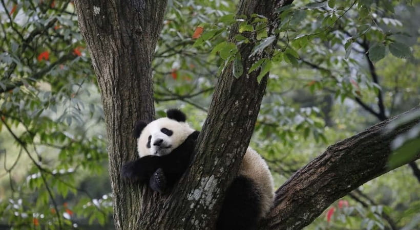 Private Tour: Discovering Pandas & the Majestic Giant Buddha - The long ride through the Chengdu Plain