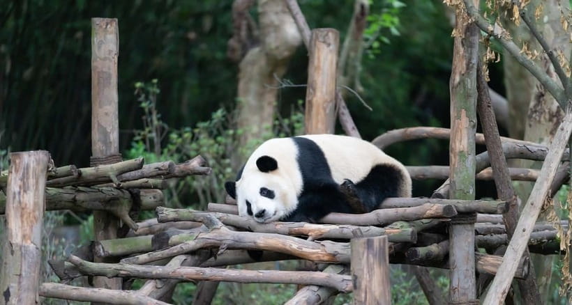 Private Tour: Discovering Pandas & the Majestic Giant Buddha - The 8:00 a.m. panda start matters