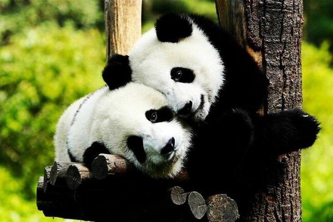 Private Zhujiajiao Water Town Tour with Shanghai Zoo and Panda - The ride out to Zhujiajiao