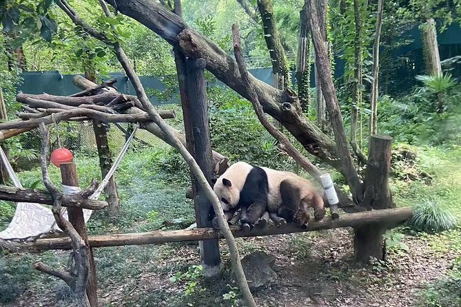 Private Zhujiajiao Water Town Tour with Shanghai Zoo and Panda - Starting at Shanghai Zoo for the pandas