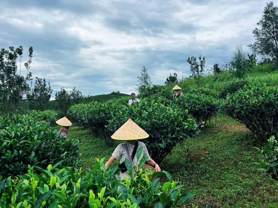 Puer Tea Picking and Tasting | 6 Hour Morning Trip - Why picking the leaves changes the way you taste Pu’er