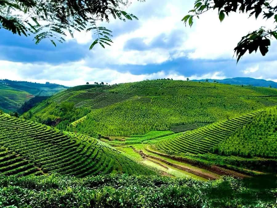 Puer Tea Picking and Tasting | 6 Hour Morning Trip - The drive from Jinghong or Pu’er sets the pace