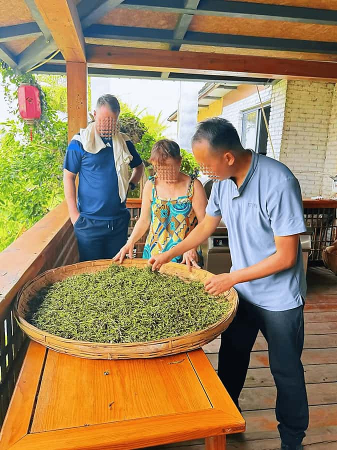 Puer Tea Picking and Tasting | 6 Hour Morning Trip - Tasting raw, aged, and freshly processed tea