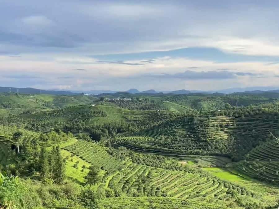 Puer Tea Picking and Tasting | 6 Hour Morning Trip - Walking the tea fields near Pu’er