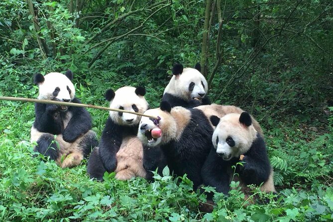 Sanxingdui Museum+Chengdu Panda Base or Jinsha Site Tour - Lunch and the road to Sanxingdui