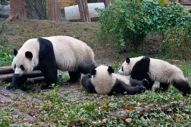 Sanxingdui Ruins and Giant Pandas Private Day Tour from Chengdu - Small details that make the day easier