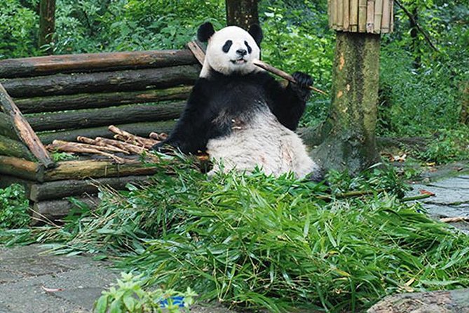 Sanxingdui Ruins and Giant Pandas Private Day Tour from Chengdu - Sanxingdui Museum and its 3,000-year-old mystery