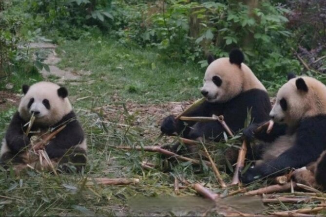 See Panda Guangzhou Chimelong Safari Park and Circus Private Tour - Why the private format helps at Chimelong