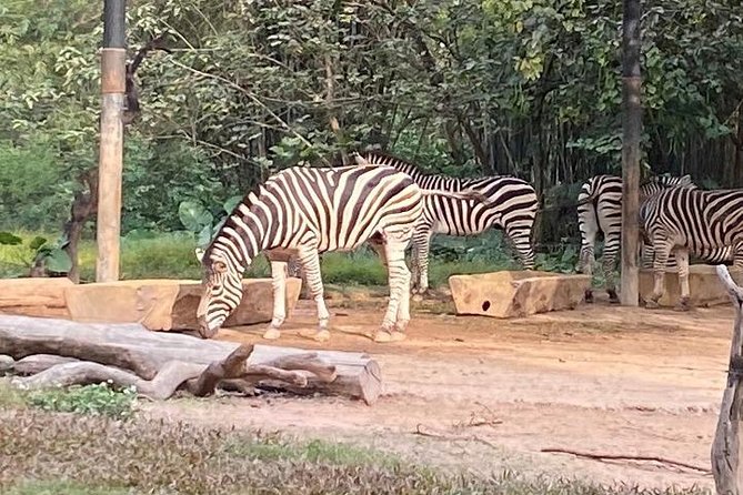 See Panda Guangzhou Chimelong Safari Park and Circus Private Tour - Pandas, white tigers, and the scale of the animal collection