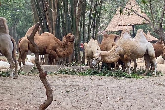 See Panda Guangzhou Chimelong Safari Park and Circus Private Tour - What $200 per person really buys