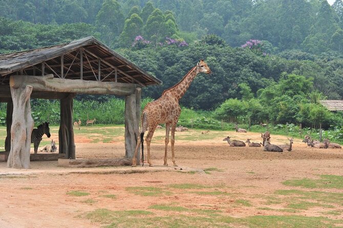 See Panda Guangzhou Chimelong Safari Park and Circus Private Tour - What the guide actually does inside the park