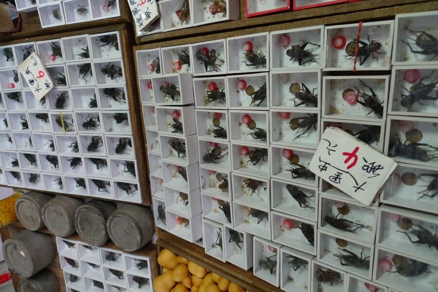 Shanghai: 3-Hour Old Shanghai City Tour - Practical details before you reserve