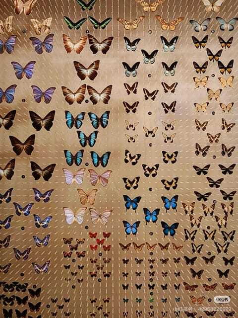 Shanghai: Natural Museum tickets with guide(optional) - How to plan your visit without rushing