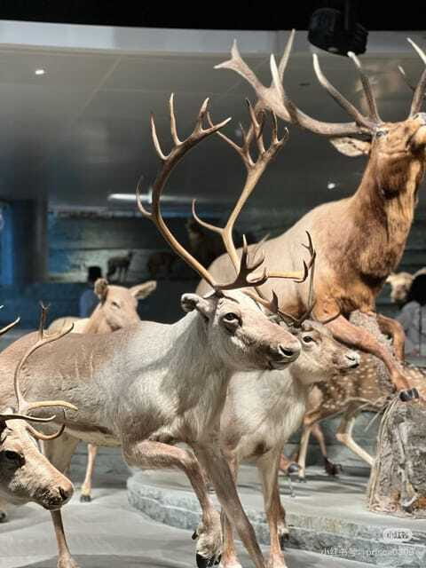 Shanghai: Natural Museum tickets with guide(optional) - Should you book Shanghai Natural History Museum?